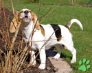 Beaglewelpe Olga
